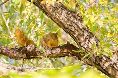 3840x2160 Resolution Brown And Black Squirrel On Brown Tree Branch Hd