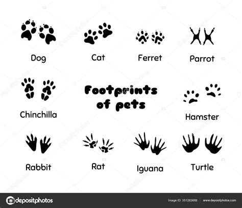 Footprints Of Animals Stock Vector Image By ©mandarinka1970 351283688