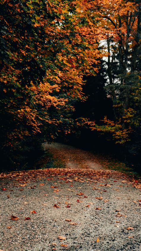Download Wallpaper 1080x1920 Road Trees Autumn Fallen Leaves Samsung