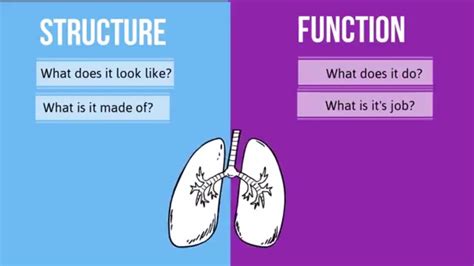 Structure And Function Gambaran