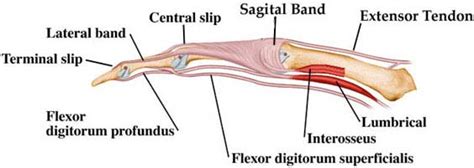 Motion Of The Fingers Hand Orthobullets