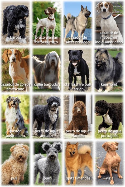 Las 31 Razas De Perros Medianos Favoritas Con Fotos Y Características