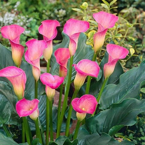 Calla Lily Pink Diamond 2 Bulb Ideal For Pots And Etsy Calla Lily