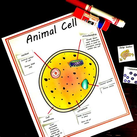 Free Printable Plant And Animal Cell Worksheets Printable Templates