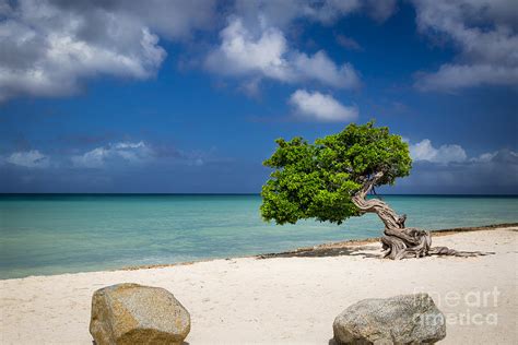 Aruba Beach Tree Photograph By Brian Jannsen