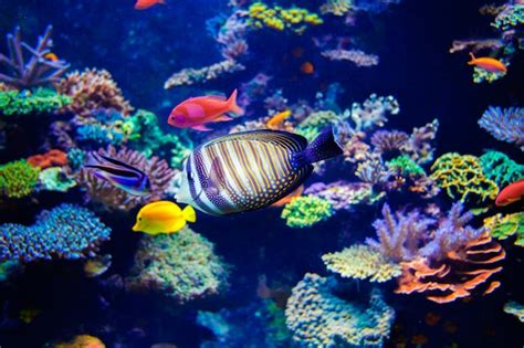 Colorful Aquarium Premium Photo