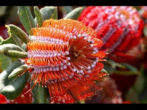 Nov 19, 2020 · unlike most hybrid tomatoes, these produce seeds that come true, germinating and sprouting into plants that look the same as the host plant. Самые необычные цветы мира/The most unusual flowers of the ...