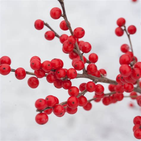 Berry Poppins Winterberry Ilex Verticillata Proven Winners