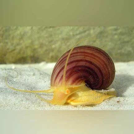 Albino Mystery Snail Tropical Live Fish Store