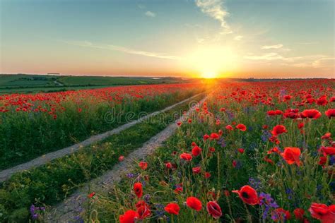 Landscape With Poppy Field Stock Image Image Of Beauty 74998289