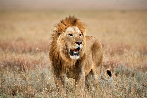 Travel4pictures Strong Serengeti Lions 2015