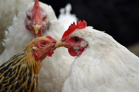 Impressing The Hens — Types Of Chicken