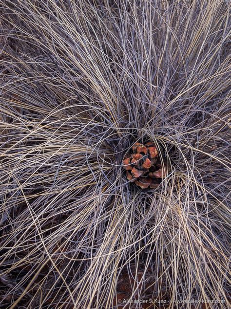 Pinyon Cone In Dry Grass Alexander S Kunz Photography