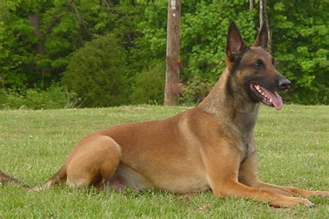 Belgian Shepherd Malinois Puppies For Sale From Reputable Dog Breeders