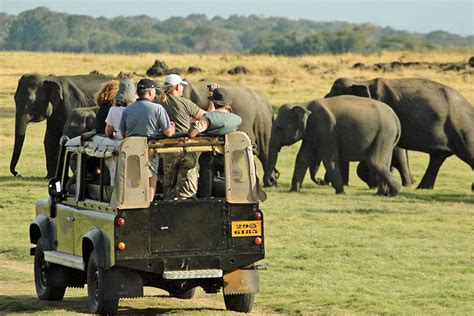 Wildlife Safari In Sri Lanka Package 1 Diva Villa