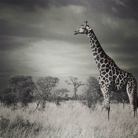 15 Amazing Black And White Wildlife Images That Will Leave You Spellbound