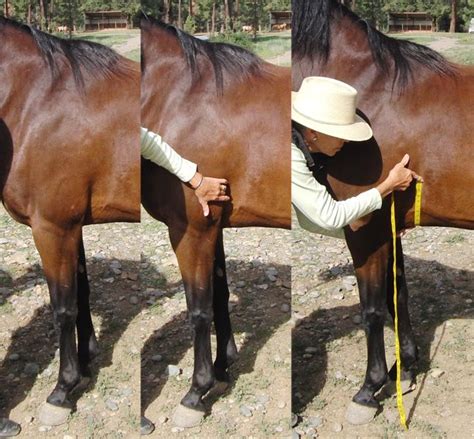 Jelqing is mostly considered a girth exercise, but some have reported substantial length gains from it. Cinch Fit: Is your cinch the right size for your horse ...