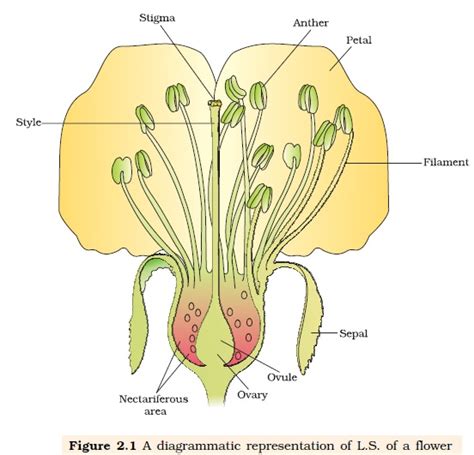 Ncert Class Xii Biology Chapter 2 Sexual Reproduction In Flowering Plants