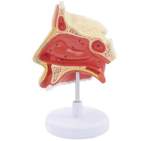 Buy Nasal Cavity Model Human Organ Model D Anatomical Model Of Nasal
