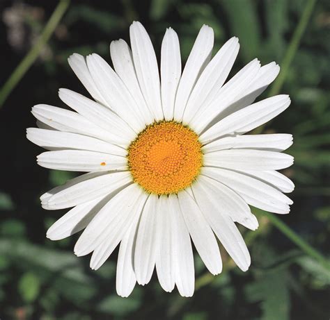 Shasta Daisy Flower Essence And The Journey Of Co Creation Between