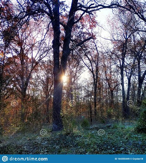 The Sun Peeking Through The Trees Stock Image Image Of Blue Looking