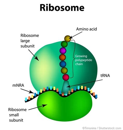 We did not find results for: What are ribosomes made of? - Quora