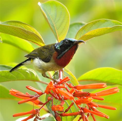 3:16 張聰耀 149 434 просмотра. {太陽鳥男孩‧閃耀大眼睛} fork-tailed sunbird | Nikon 1 V1, 300mm, 1/160… | Flickr