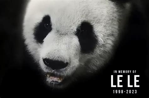 The United States Announced The Return Of The Pandas Yaya And Lele It