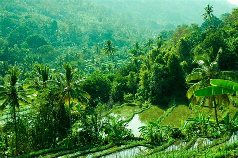 Hiking Through The Rice Paddies Of Munduk And Mayong Villa Bossi Bali