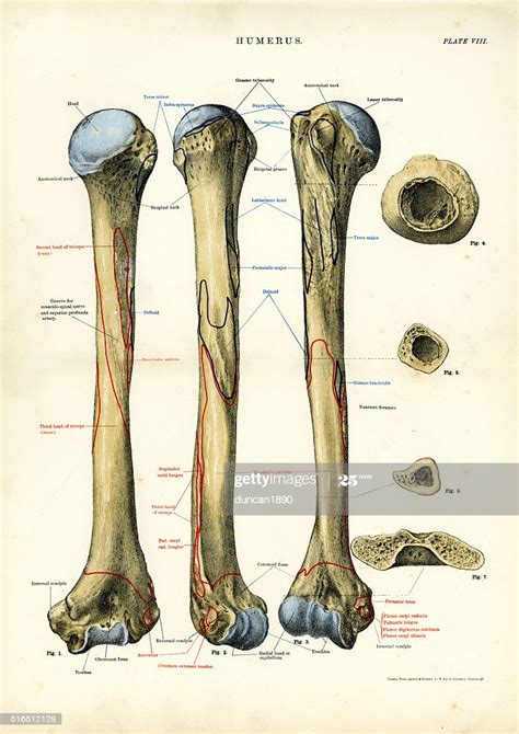Human bone anatomy | osteology. Human Anatomy Humerus Bone High-Res Vector Graphic - Getty ...