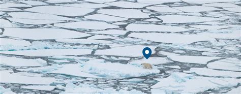 Polar Bears And The Changing Arctic Polar Bears International
