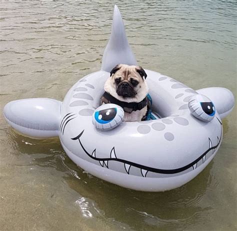 A Pug Dog Sitting In An Inflatable Shark Boat On The Water With Its