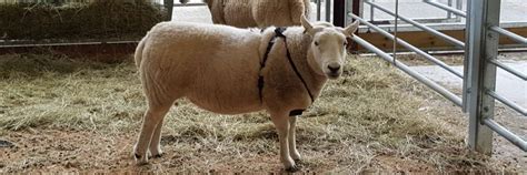 Livestock Research Tracking Sheep To Learn Their Behavior Noldus