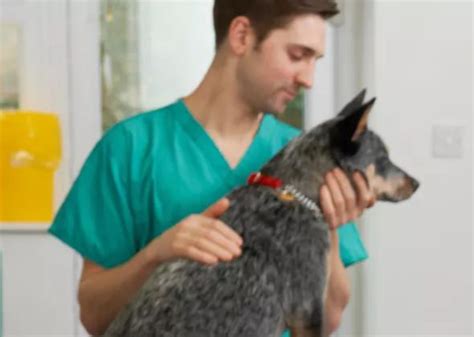 Patient Gallery | Vet Clinic In Rancho Cucamonga, CA 91739