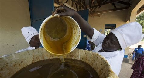 وولو العسل يُحلي مرارة الحرب في جنوب السودان 1أخبار الأمم المتحدة
