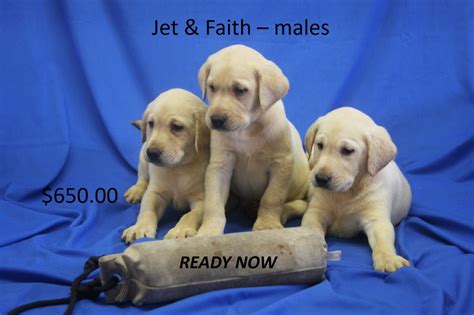According to couponxoo's tracking system, there are currently 18 lab puppies for sale bemidji mn results. Labrador Retriever Puppies For Sale | Zimmerman, MN #249360
