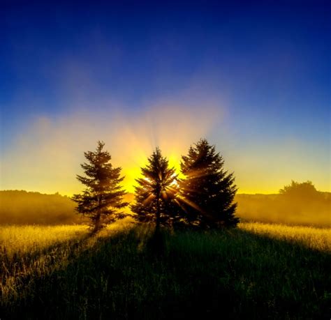 Sunrise Trees Wallpapers Gallery