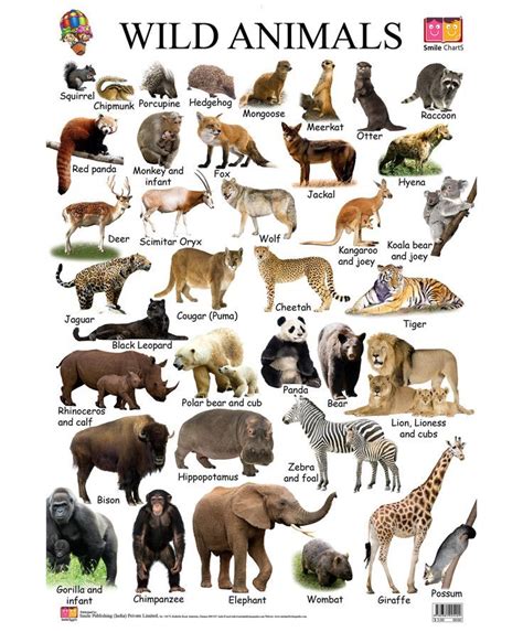 Wild Animals Drawing Chart Warehouse Of Ideas