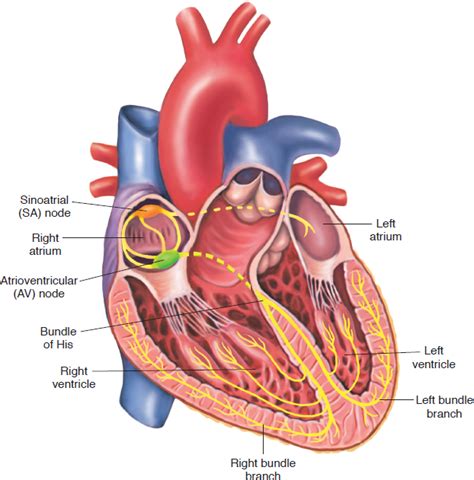 Correctly Label The Pathway For The Cardiac Conduction System