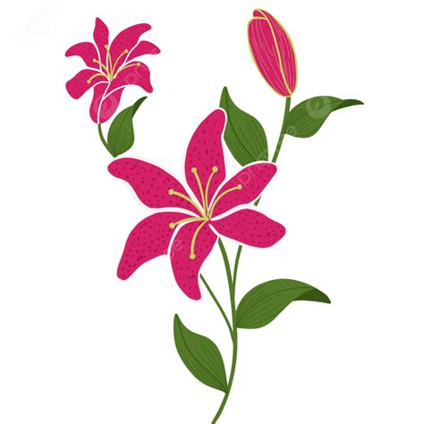 Pink Lily Clipart Vector Pink Lily Flower Lily Flower Illustration