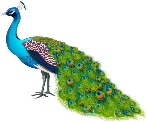 Peacock Transparent Image | Gallery Yopriceville - High-Quality ... | Peacock images, Peacock ...