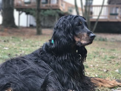 Gordon Setter Pictures And Informations Dog