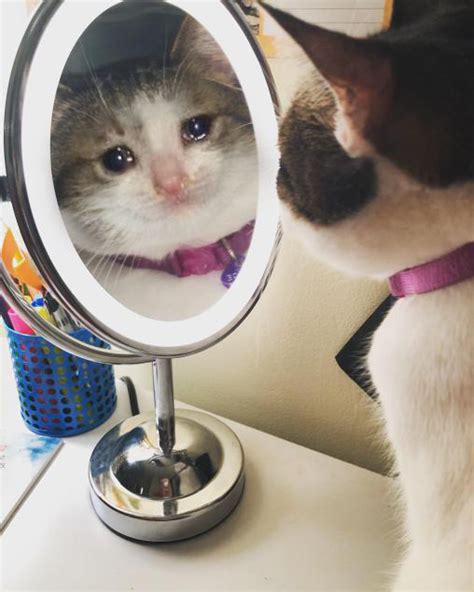 Cat Crying In Front Of The Mirror Memes Imgflip