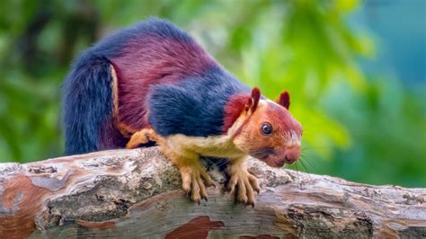 Amazing Giant Multi Colored Squirrels Caught On Camera Become Internet