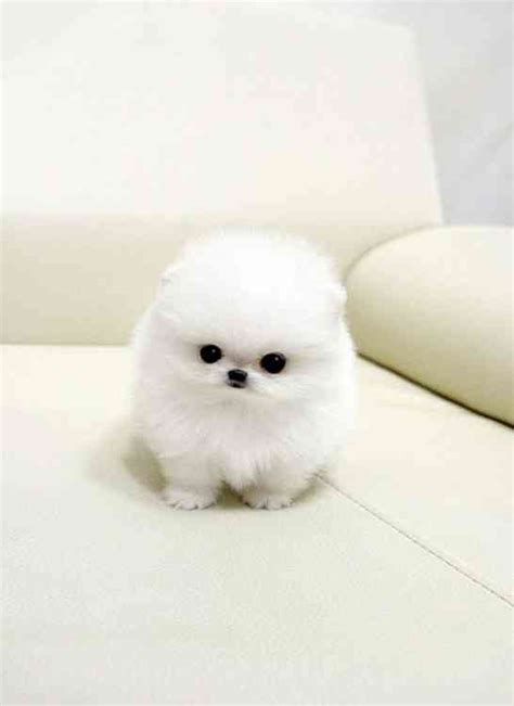 Orange sable and white size at maturity: United States : Micro Teacup Pomeranian Puppies For Adoption Pomeranians