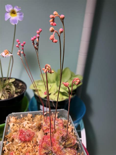 These Drosera Spatulata All Divided From The Same Plant Have All Made