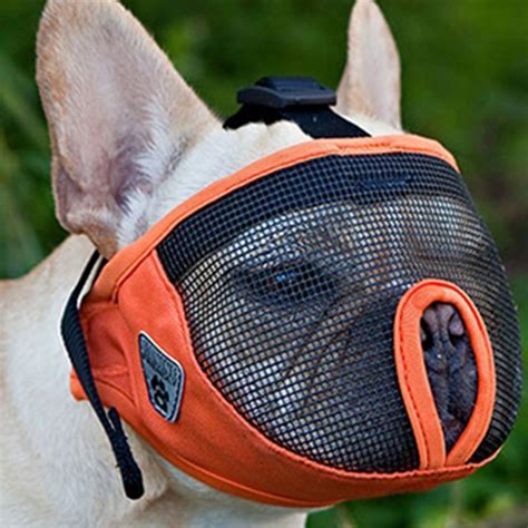 Short Snout Dog Muzzle By Canine Friendly Orange Baxterboo
