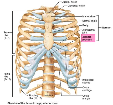 Xiphoid Process Anatomy Function Xiphoid Process Pain