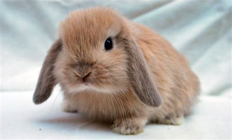 Conejo Mini Lop Cuidados Y Caracteristicas Mundo Conejitos