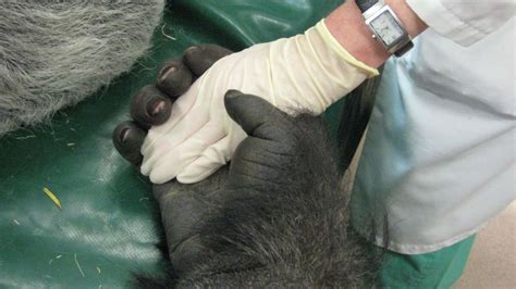 Healing The Hearts Of Men And Gorillas Bbc News